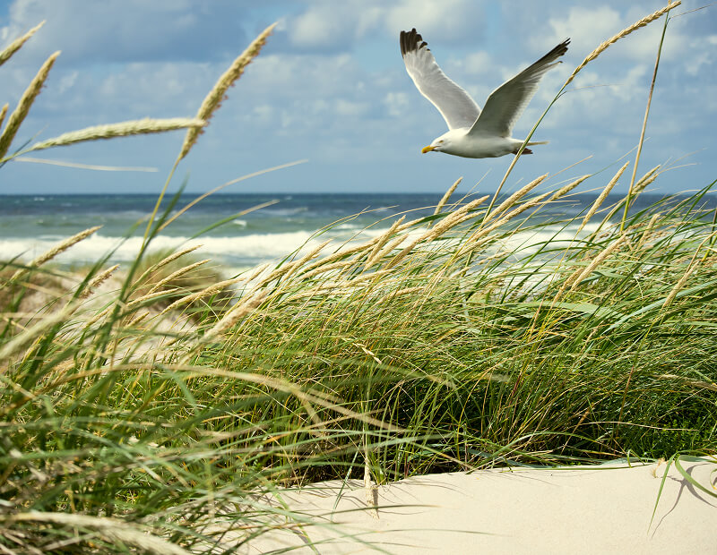 strand-meer-moeve Strand und Dünen auf Sylt