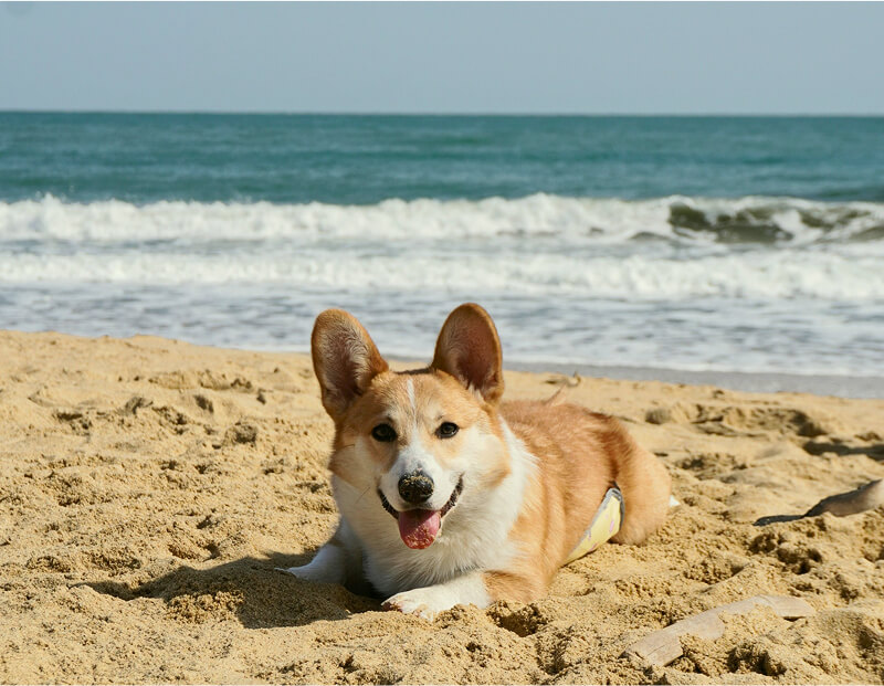 urlaub-mit-hund Süßer Hund am Strand von Sylt